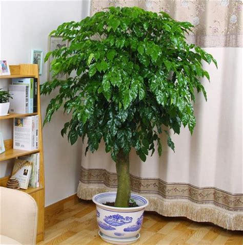 室内植物名称|52种适合室内养的观赏植物